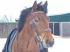 full_user88318_pic38255_1266392189_thumb.jpg