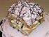 full_puffpastry-napoleon-millefeuilles.jpg