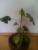 Gl�cksbaum 1?