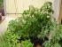3 Tomaten und ganz links eine versteckte Paprika