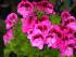 gef�llte Pelargonie ... ?