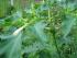 �berraschung in der Blumenmischung