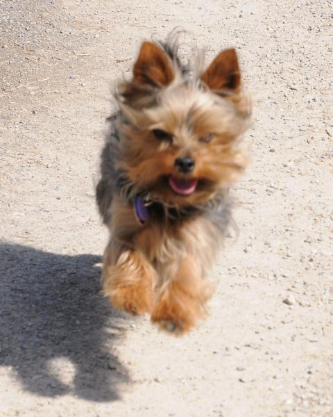 ganz schlicht gefragt fressen eure hunde 2556331574