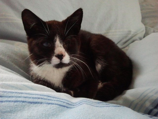 Kleiner Kater zieht gro&szlig;er Vergangenheit 781160443