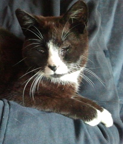 Kleiner Kater zieht gro&szlig;er Vergangenheit 1214807322
