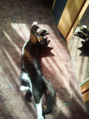 Kleiner Kater zieht gro&szlig;er Vergangenheit 3529046655