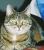 full_kitty.jpg