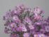 Herbstastern etwas n�her