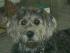 ich war Jule, der tollste Hund der Welt...