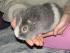 Unser kleiner Balu.Er stand eigentlich mal zur Vermittlung,ist aber aufgrund eines chronischen Schnupfens bei uns geblieben.Er hat leider auch arge Probleme damit,sein Gewicht zu halten.Da kann man echt f�ttern,was man will.Auf jeden Fall ist er ein total