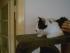 Unser Pepper