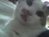 Muschi 