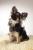 Tinker beim Fotoshooting
