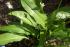 B�rlauch, S�dhang, im Schatten eines Spiraea-Strauches