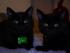 Max und Cindy unsere Katzenzwillinge - links Max  und rechts Cindy