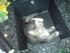 Katzenw�sche