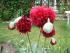 gef�llter 1-j�hriger Mohn