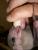 full_Flughundbaby:Zoopark.jpg