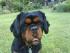 ein Cavalier - King Charles