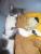 Kater Leon