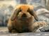Hi...ich bin Barny