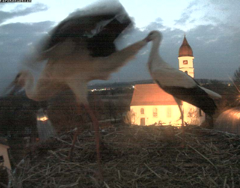 Bild