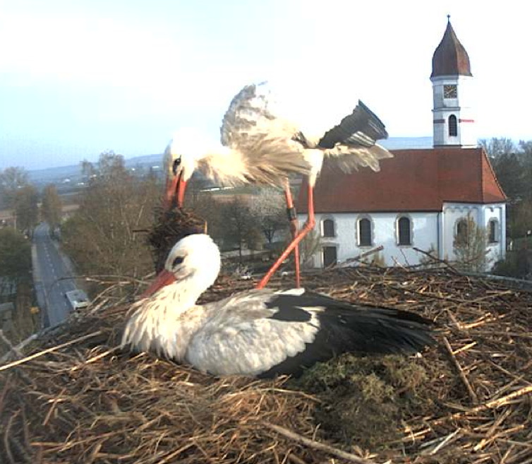 Bild