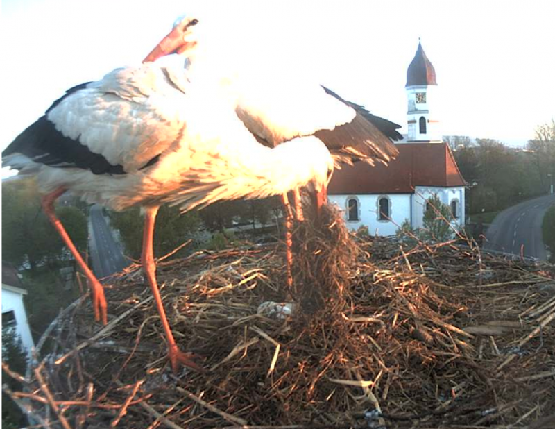 Bild