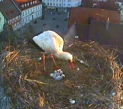 Bild