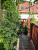 Meine Veranda; die Tomaten links sind bereits gr��er als ich!