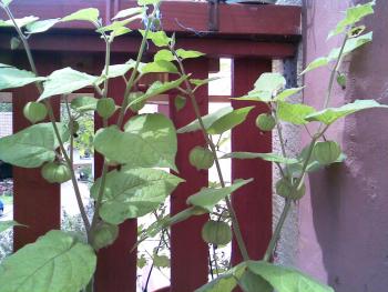 Physalis einfach bl&uuml;hen 1582864845