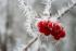 Frostige Beeren