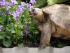 und dann noch ein paar Bl�mchen