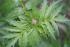 Baldrian, echter, Valeriana officinalis