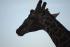 full_dsc_0039.jpg