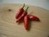 Chilli vom eigenen Stock, sehr Scharf