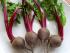 Baby-Beets