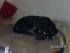 meine H�ndin Daisy