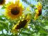 Wundersch�ne Sonnenblumen