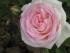 full_img_0113.jpg