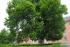 full_dsc_0004.jpg eine herrliche Linde