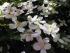 Mein Clematis / Fr�hjahr 2005