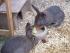 Lilly und Nelly