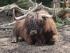 full_dsc01545.jpg der Papa vom Kalb