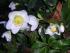 Es bl�ht schon was im Januar