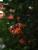 Gei�blatt