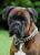 Hector