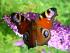 Tagpfauenauge am Sommerflieder