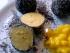 Topfenkn�del mit Graumohn