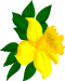Topinambur 1001318964